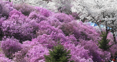 ﻿부천 봄꽃 관광주간 축제장 주변 노점 단속 용역