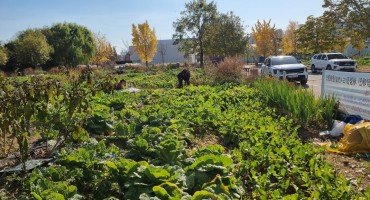 김장배추, 무, 알타리무, 파 올해 텃밭 가꾸기 마무리